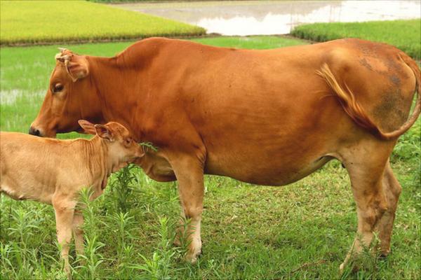 属牛人2024年每月运势及运程详解