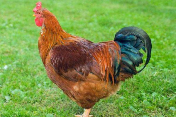 属鸡的人2024年每月运势及运程