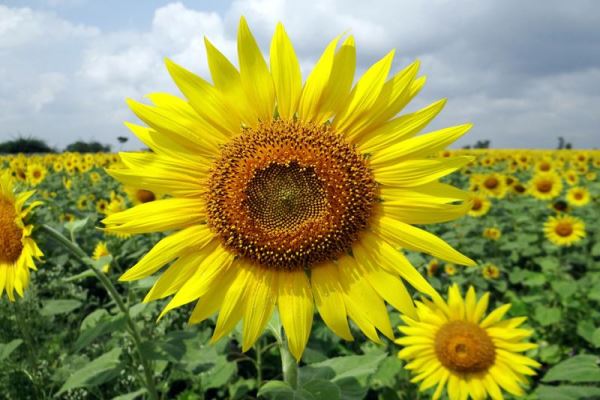 5月3日是什么节日